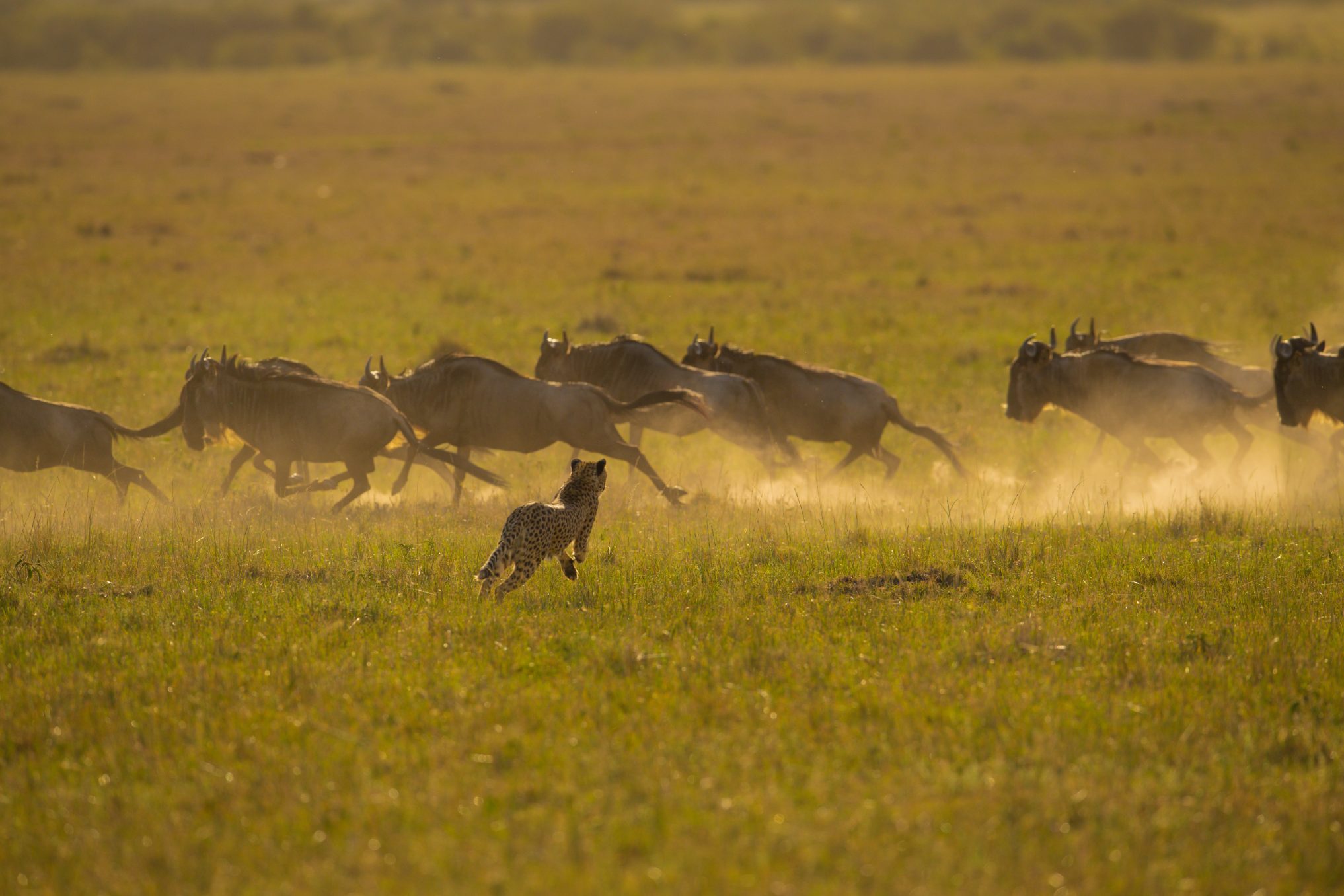 A predator moving towards grazing animals on the open plain