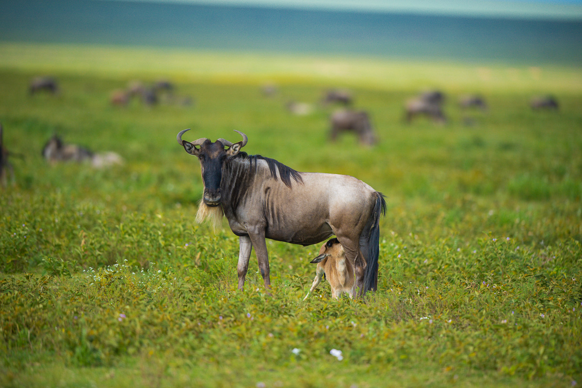 A newborn antelope calf standing beside its mother