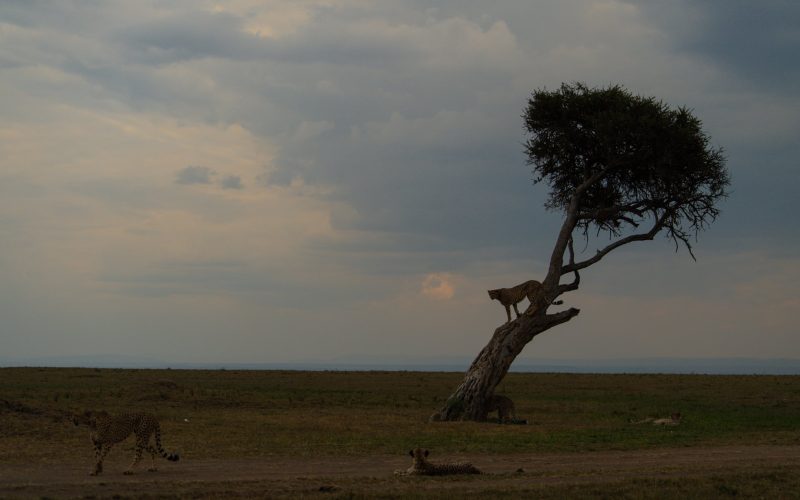 The seasons of the Masai Mara