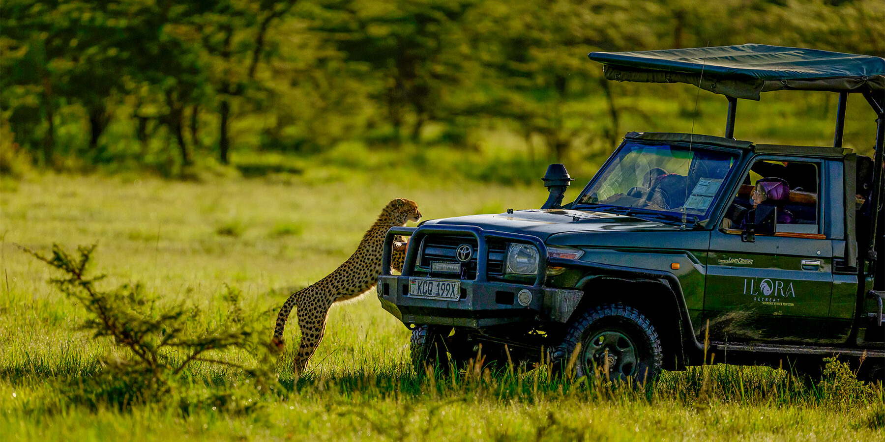 Unique safari experiences at Ilora Retreats!