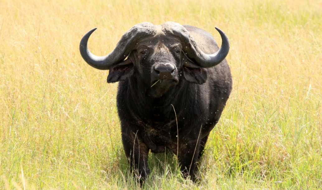 The African buffalo is one of the big five of Masai Mara, recognized for its strength and herd behavior.
