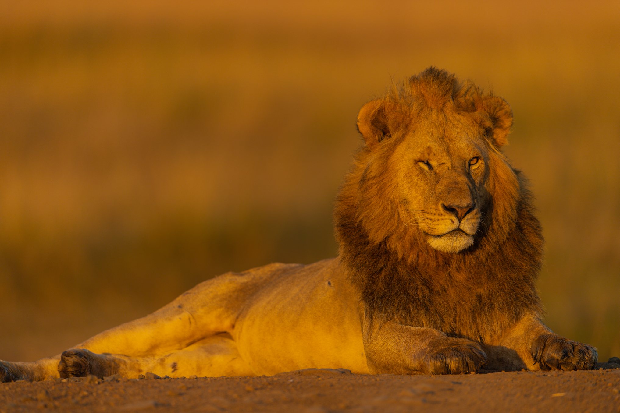 The King of the Jungle