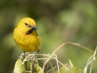 Birds of Masai Mara