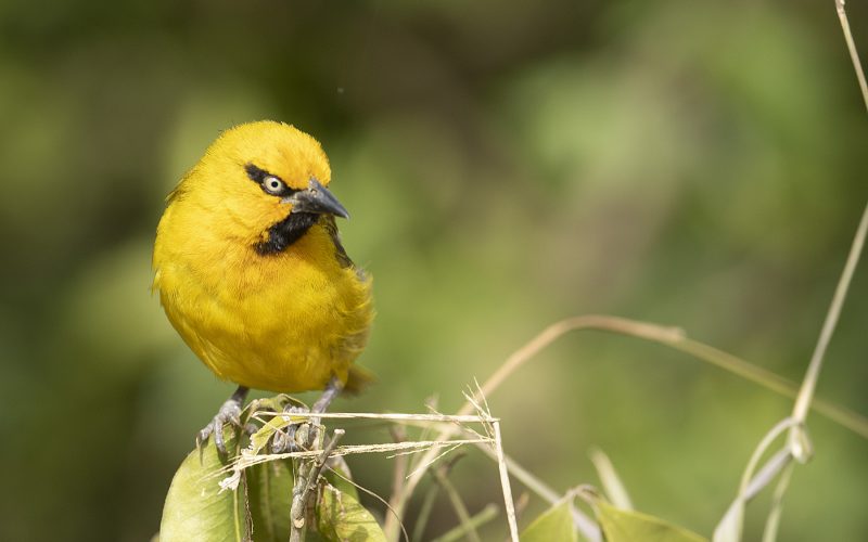 Birds of Masai Mara