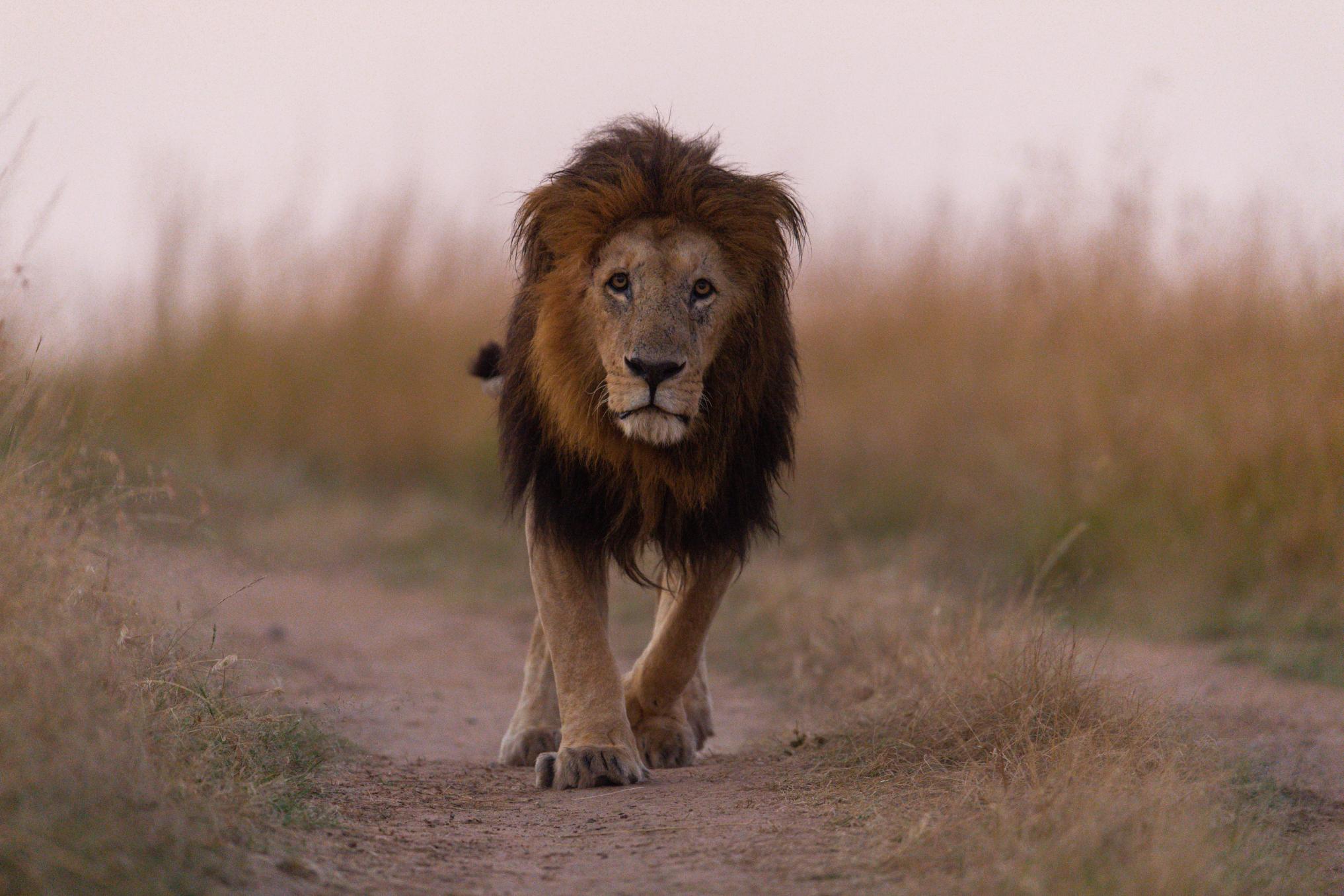 African Lion