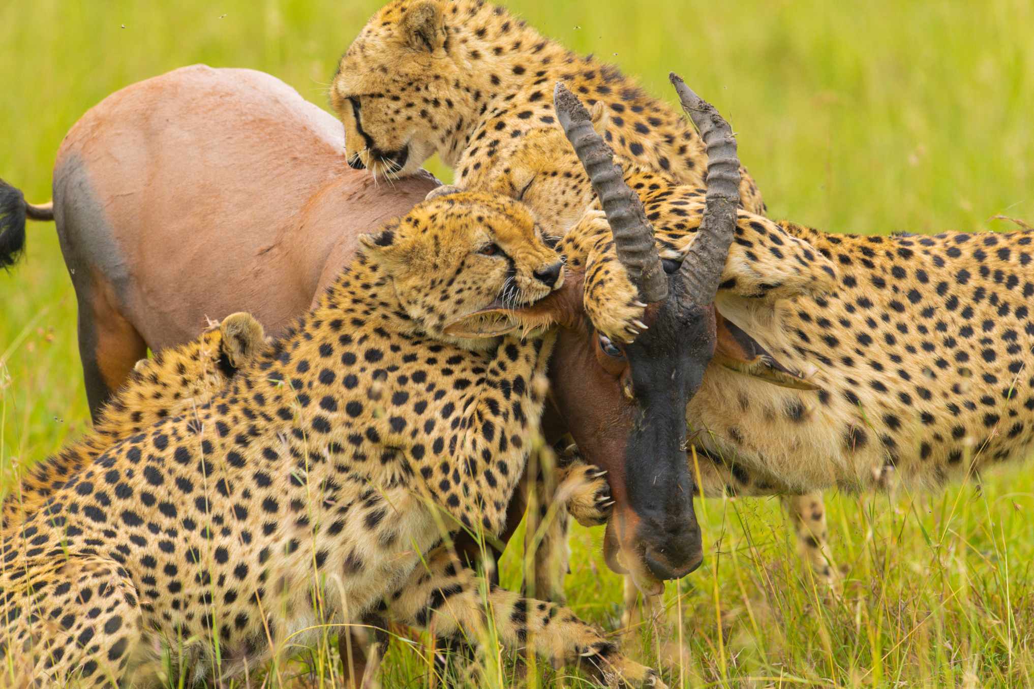 A cheetah scanning the plain from a termite mound