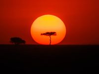 Trees found in the Masai Mara