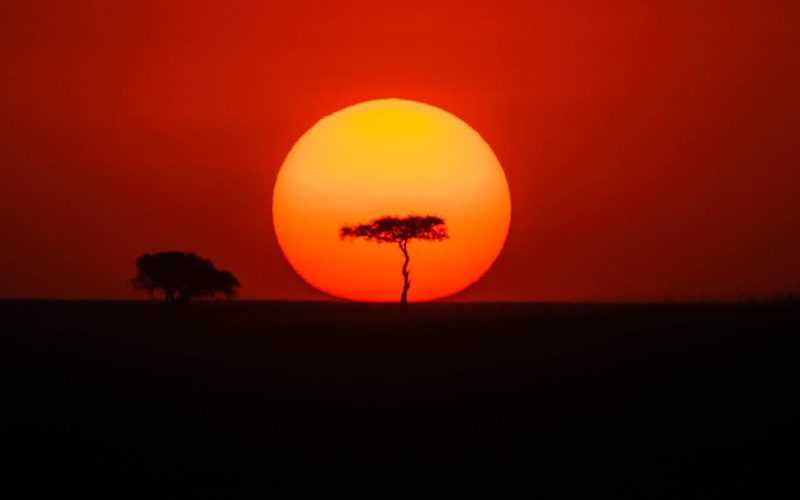 Trees found in the Masai Mara