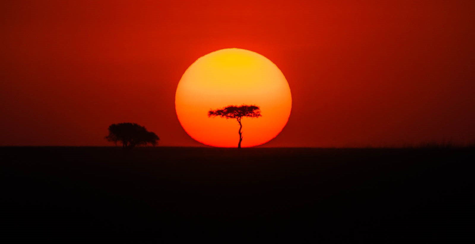 Trees found in the Masai Mara
