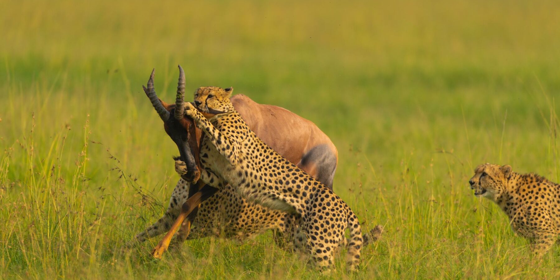 Food Habits of Mara Animals 