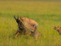 Food Habits of Mara Animals 