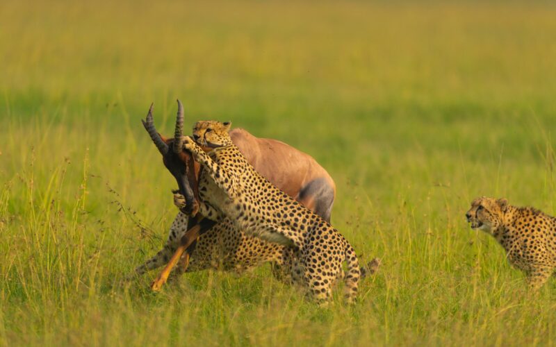 Food Habits of Mara Animals 