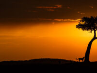 Trees found in the Masai Mara