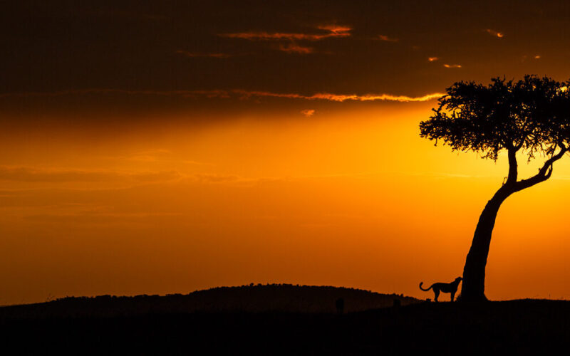 Trees found in the Masai Mara