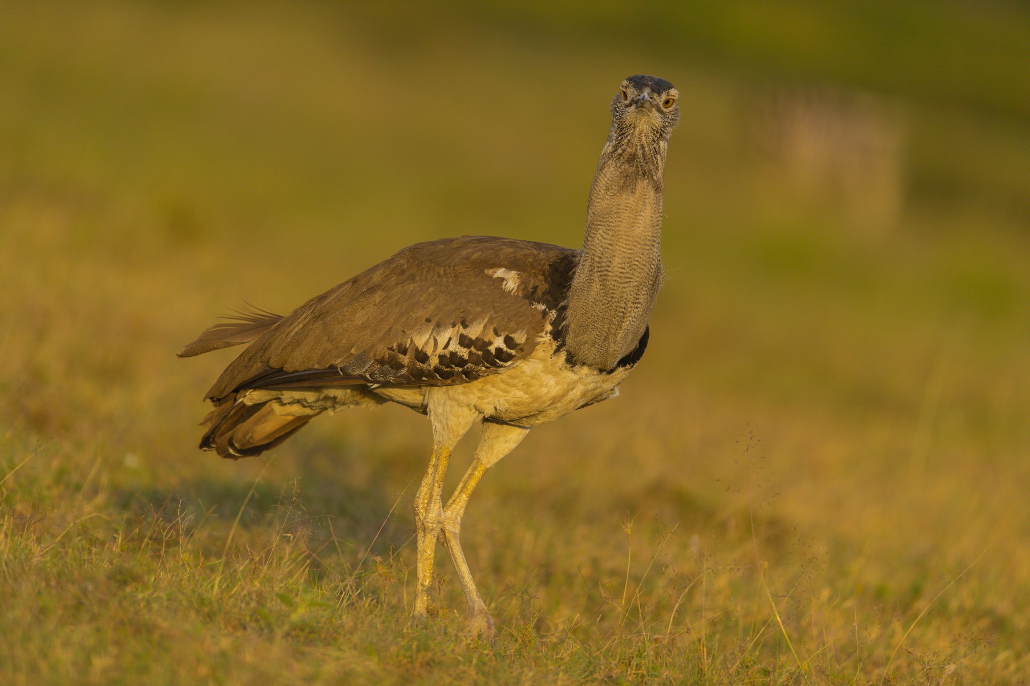 Kori Bustard 