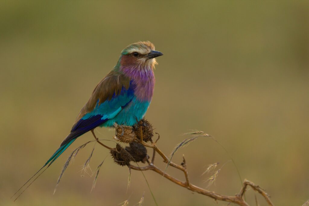 Lilac-breasted roller