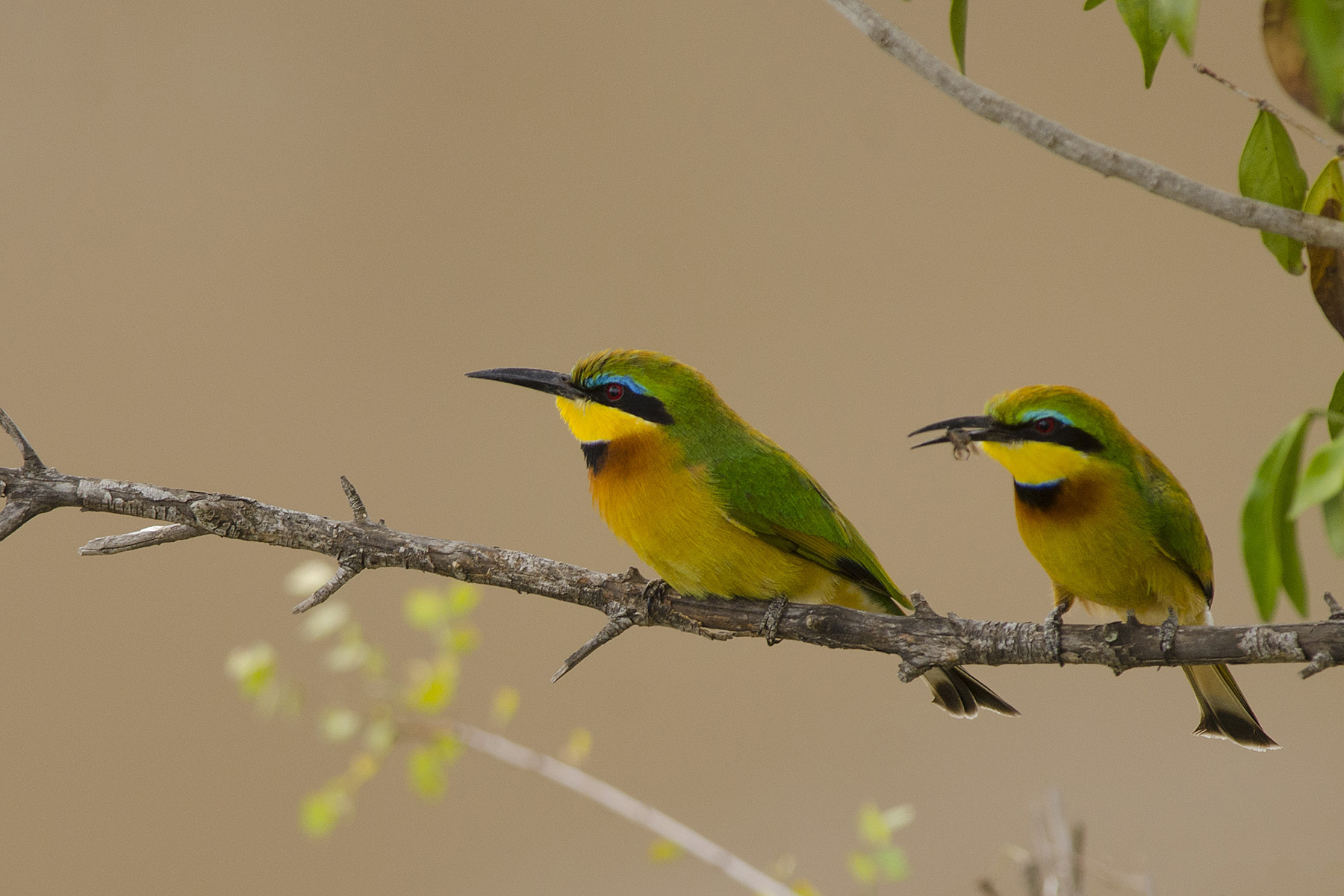 Little bee-eater on a low perch, green back and yellow throat