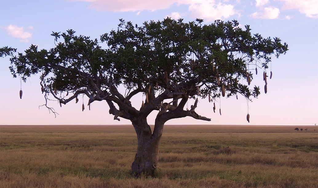 Sausage Tree with large, hanging fruit resembling sausages, a fascinating and distinctive member of the trees of Mara