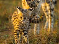The small cats of the Mara