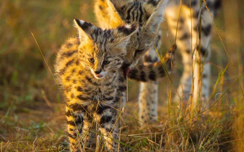 The small cats of the Mara