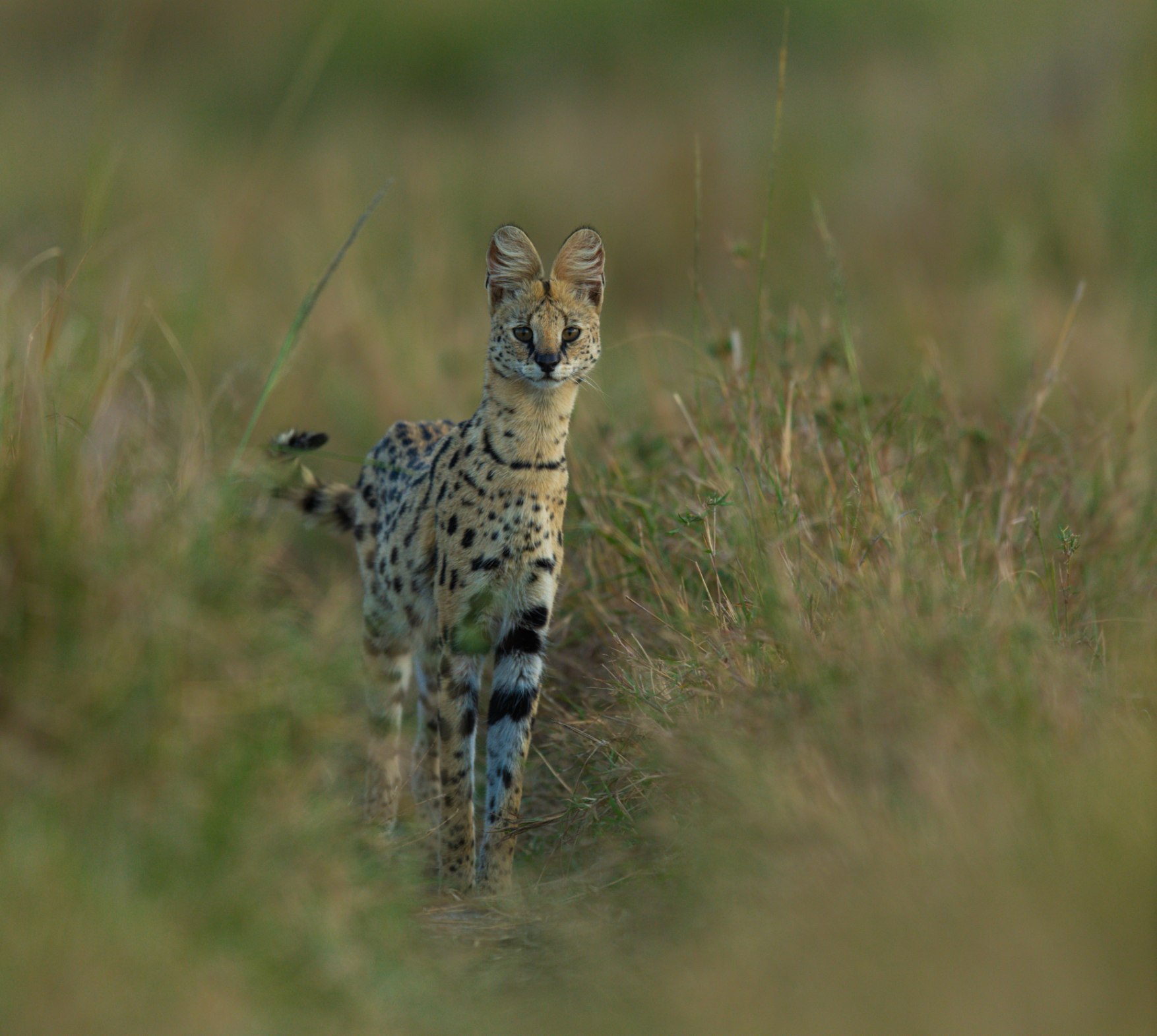 A serval standing in long grass, showing its oversized ears