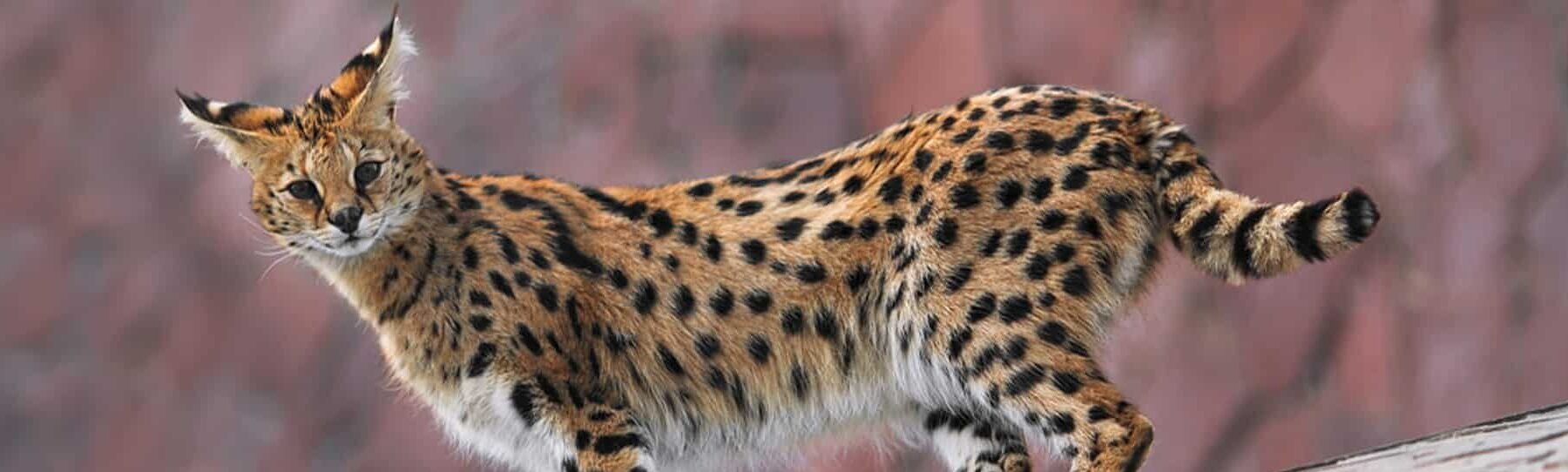 Small Cats of Mara