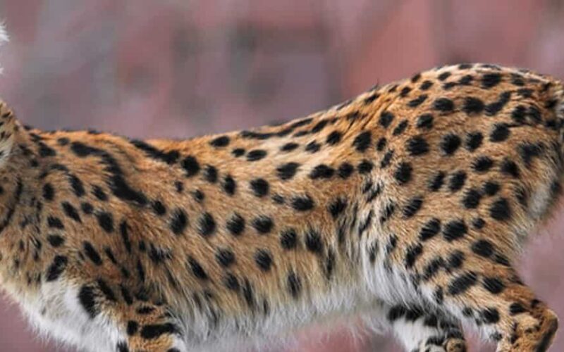 Small Cats of Mara