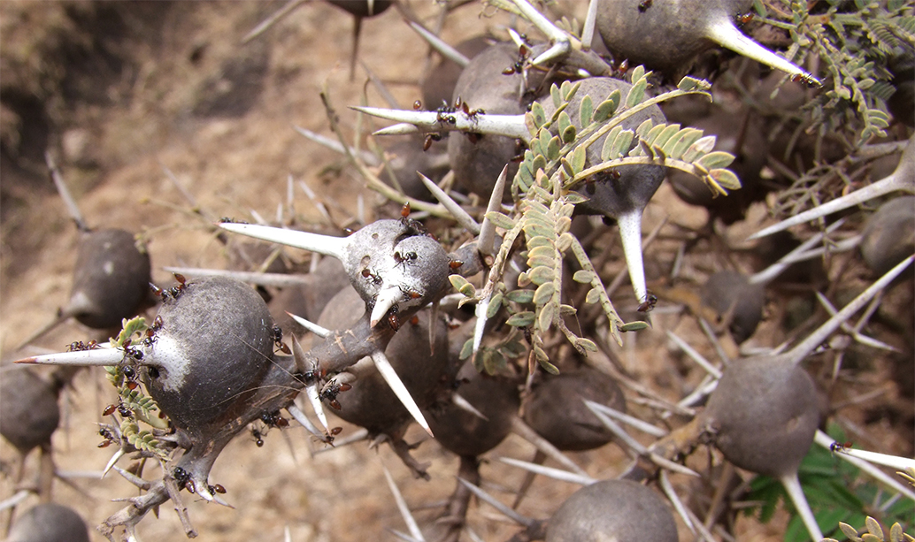 Close-up of Whistling Thorn Acacia with bulbous thorns, a unique species among the trees of Mara known for its symbiotic relationship with ants