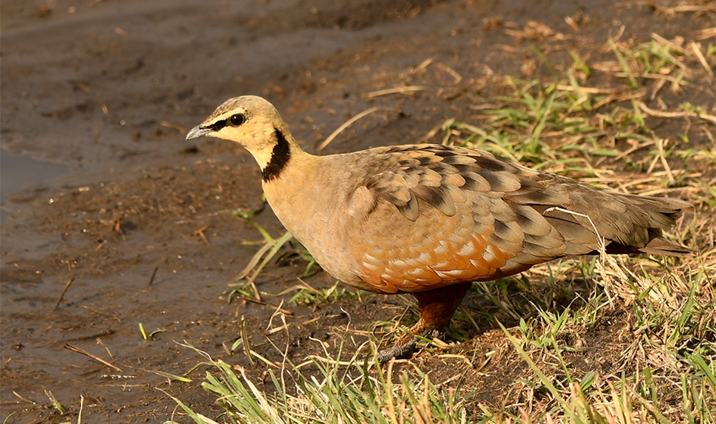 Yellow-throated sandgrouse walking on open dry ground