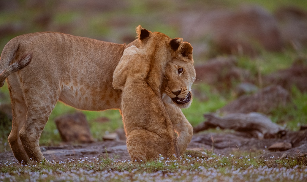 A lion photographed in early morning light in the Masai Mara