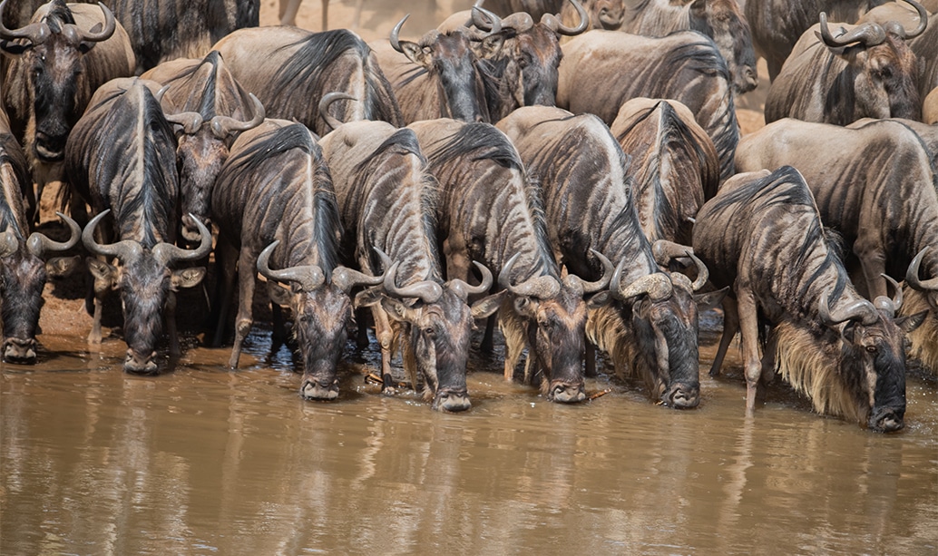 Wildebeest massing at a Mara River crossing