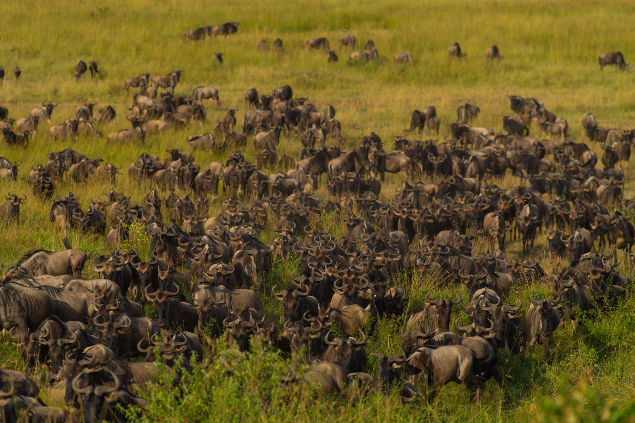 The magic of wildlife photography in the Masai Mara