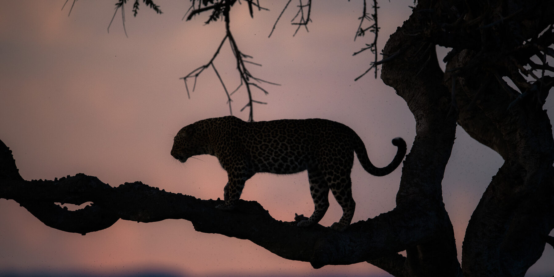 Why a Masai Mara Safari is a bucket list experience you should not miss