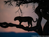 Why a Masai Mara Safari is a bucket list experience you should not miss