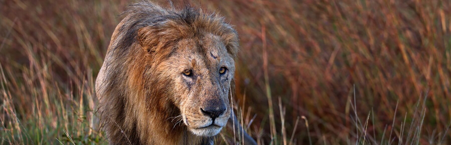 The Life and Legacy of Scarface Lion: Africa’s most famous predator