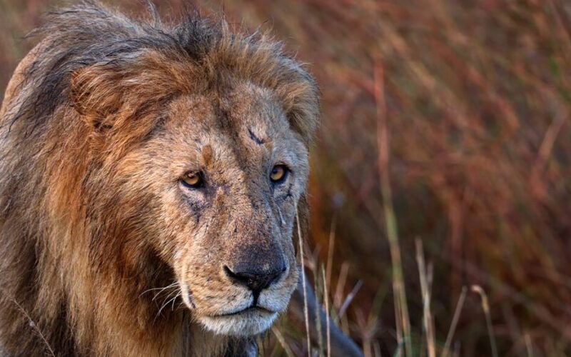 The Life and Legacy of Scarface Lion: Africa’s most famous predator