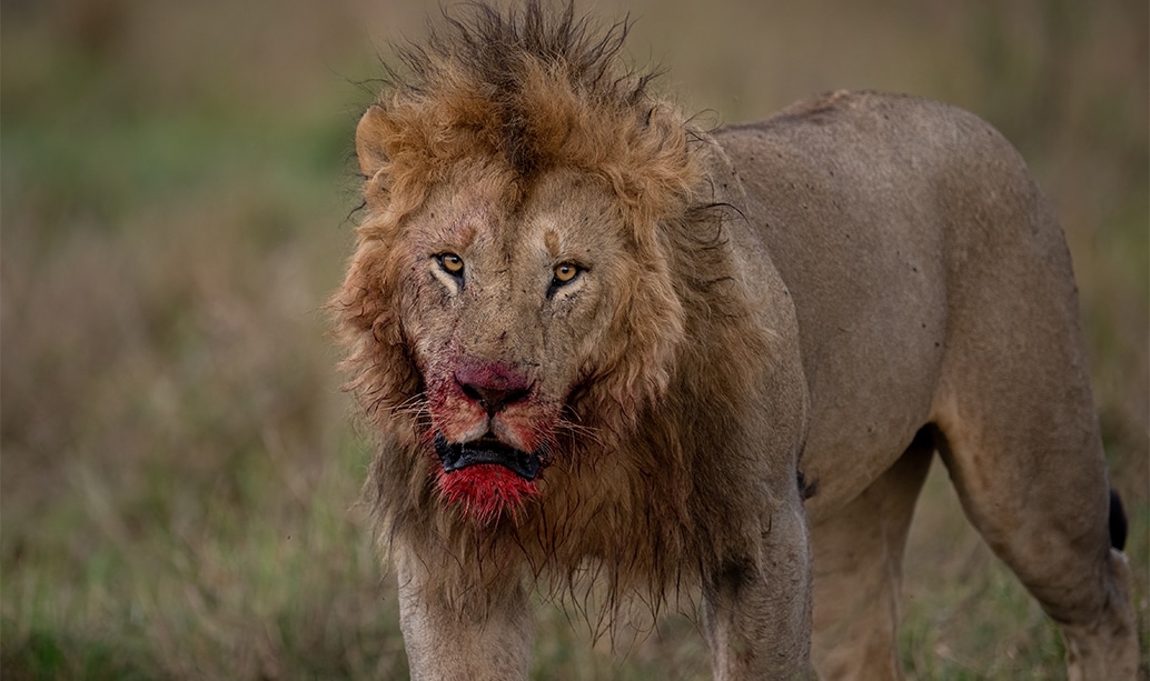An old male lion lying in long grass