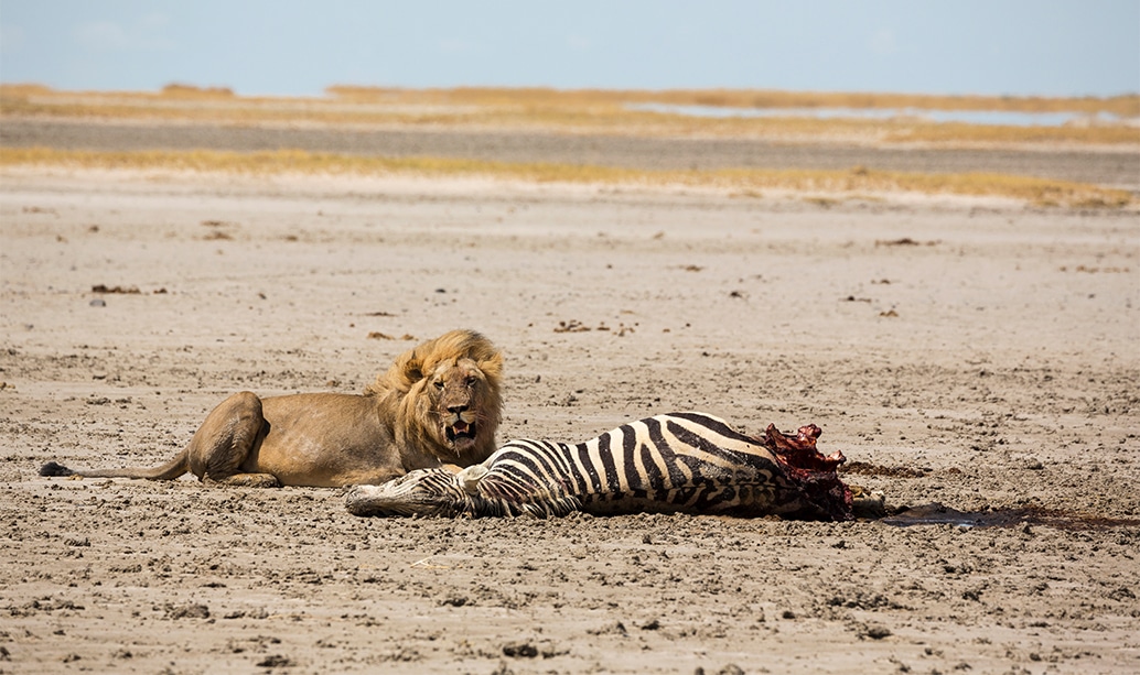 A lioness with her cubs in the Masai Mara
