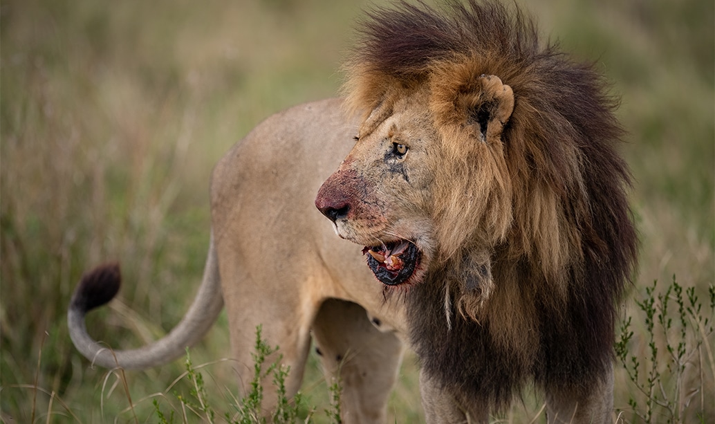 A male lion photographed at close range from a vehicle