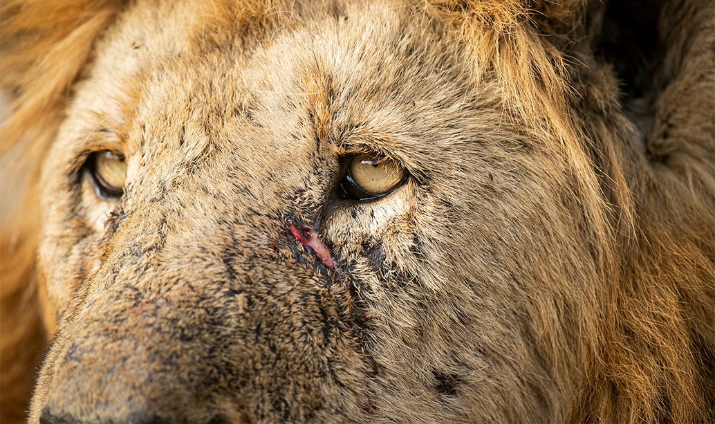 A large male lion with a dark mane resting on the plain