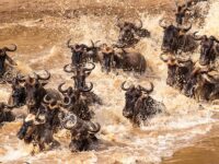 Ugly 5: Keeping Kenya’s Ecosystem Alive