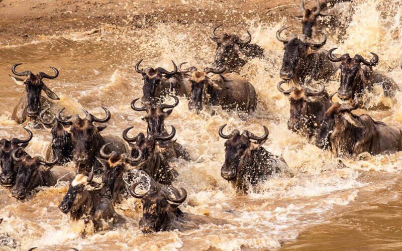 Ugly 5: Keeping Kenya’s Ecosystem Alive