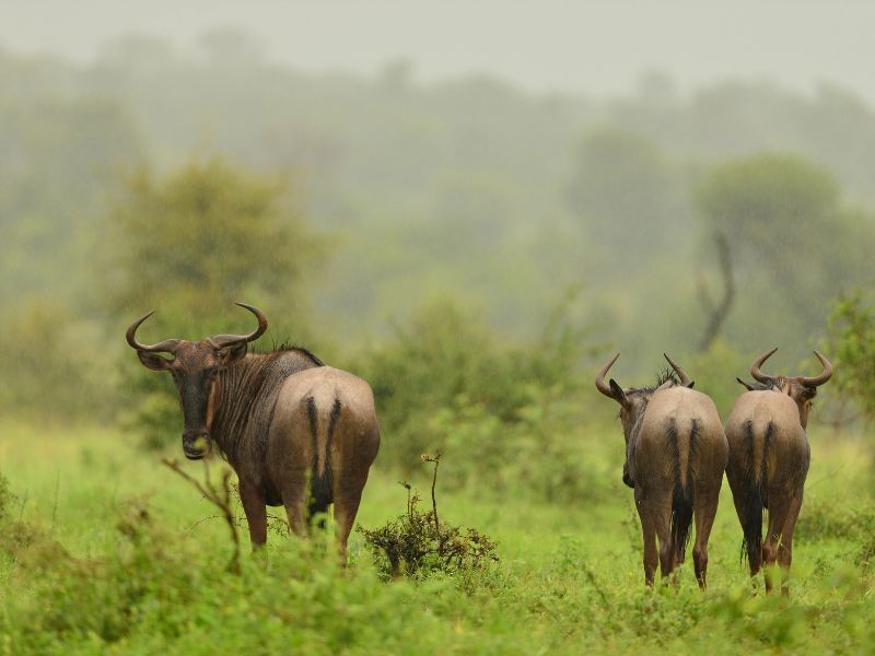 A wildebeest herd strung out across the Mara grassland