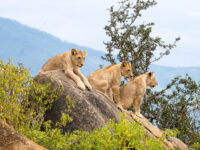 Best Time To Visit Masai Mara If You Prefer Fewer Crowds