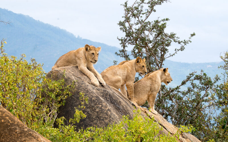 Best Time To Visit Masai Mara If You Prefer Fewer Crowds