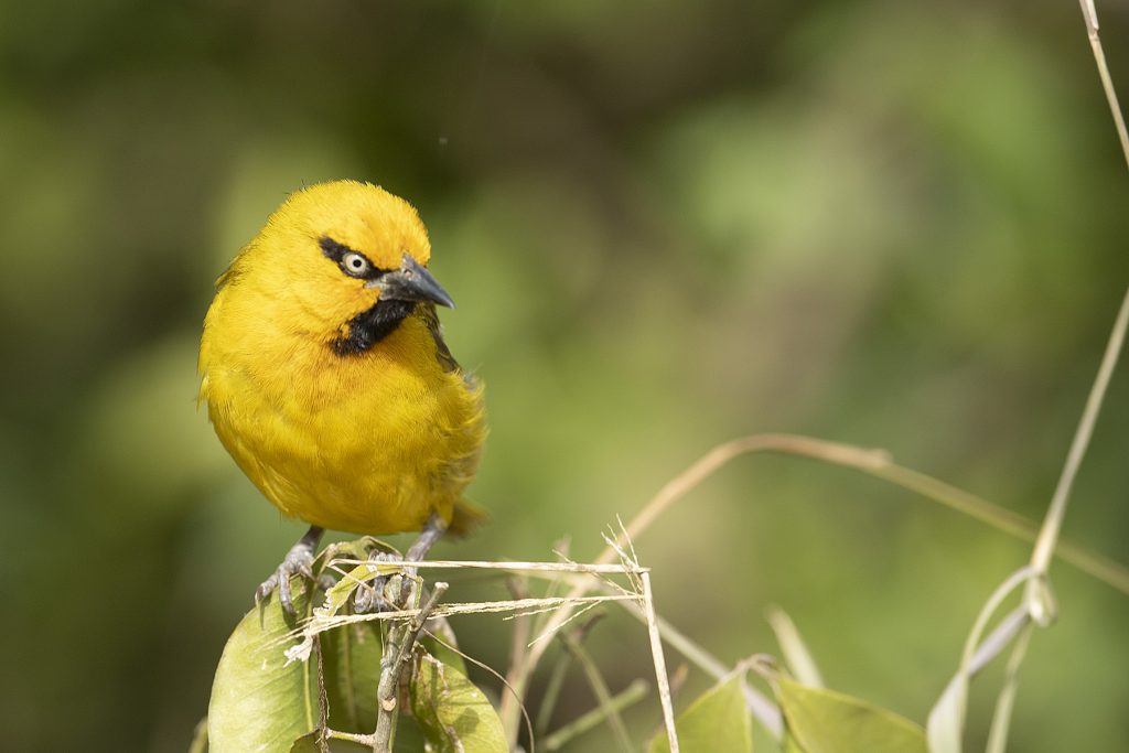 Birds in the riverine canopy along the Talek