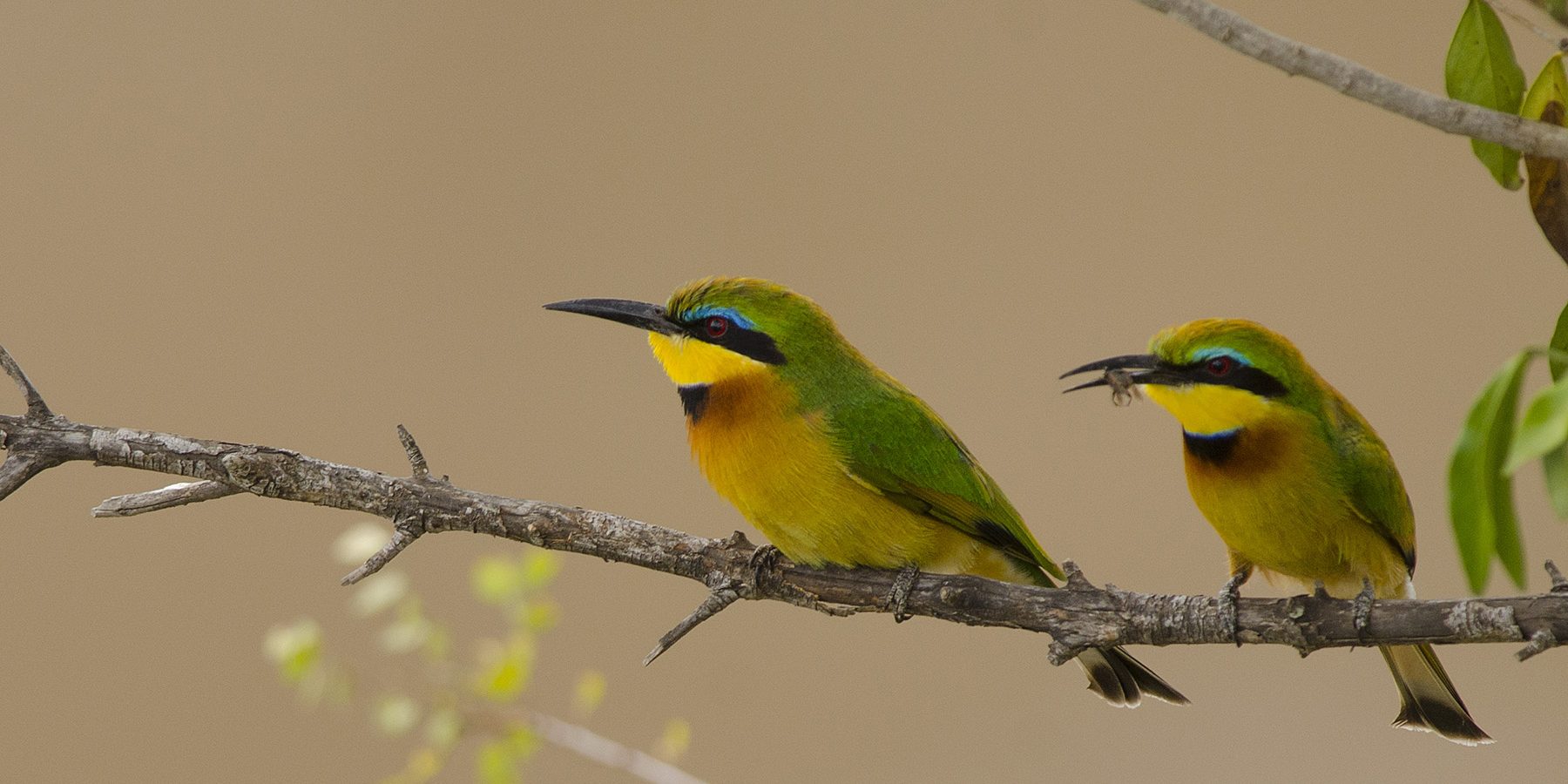 The Beautiful Five: the birds worth stopping the vehicle for