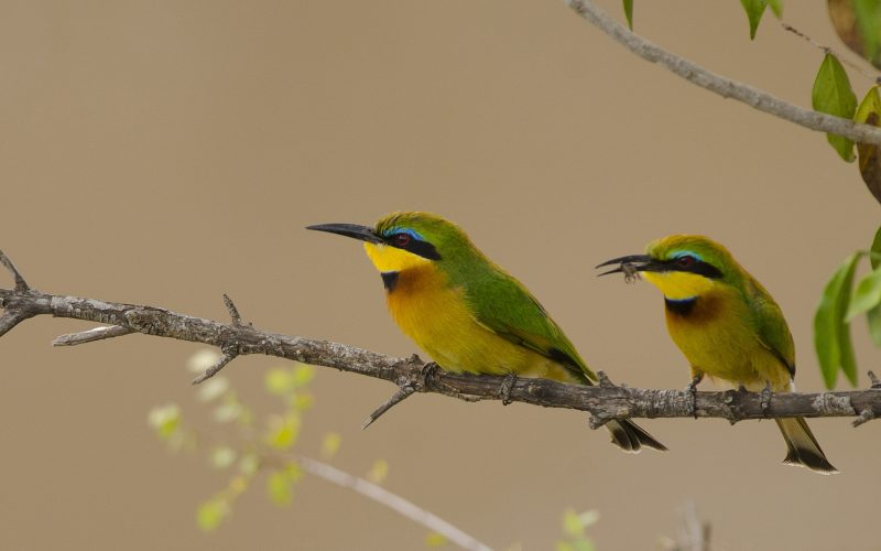 The Beautiful Five: the birds worth stopping the vehicle for
