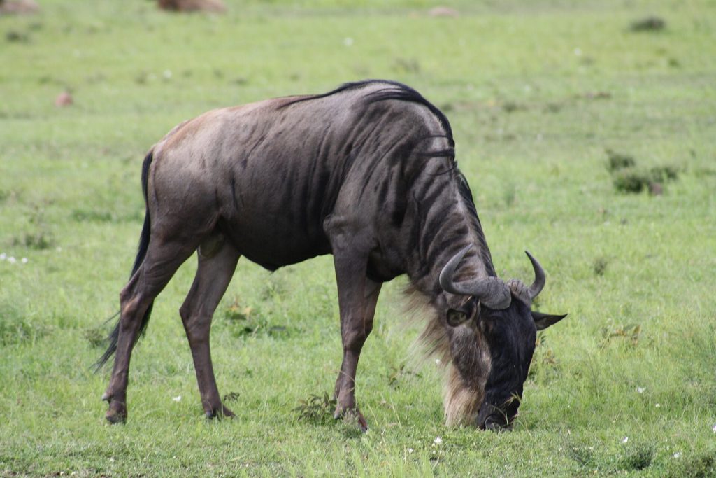 Wildebeest grazing in loose formation on open grassland