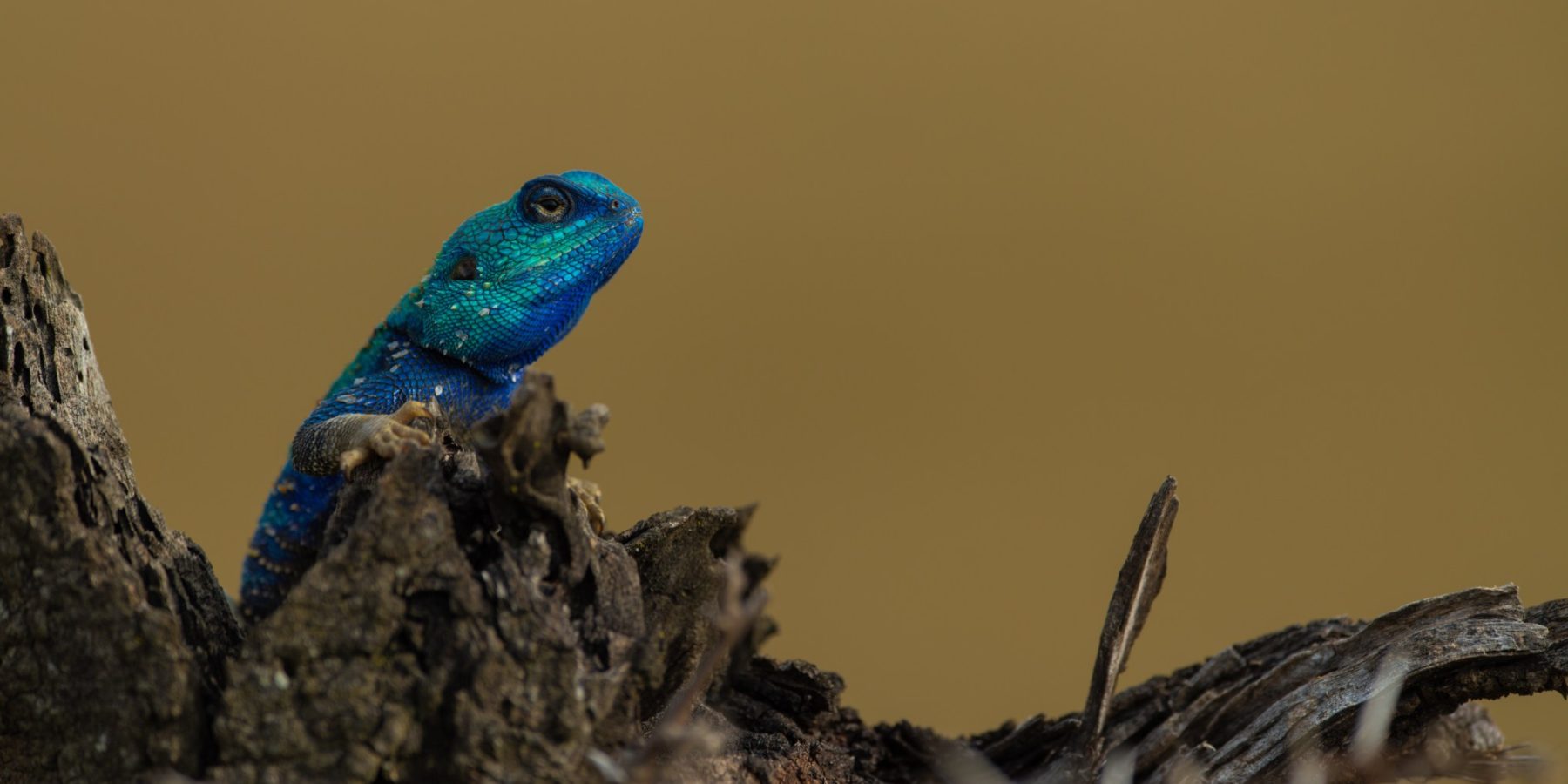 Beyond the river crossings: the Mara’s hidden micro-migrations